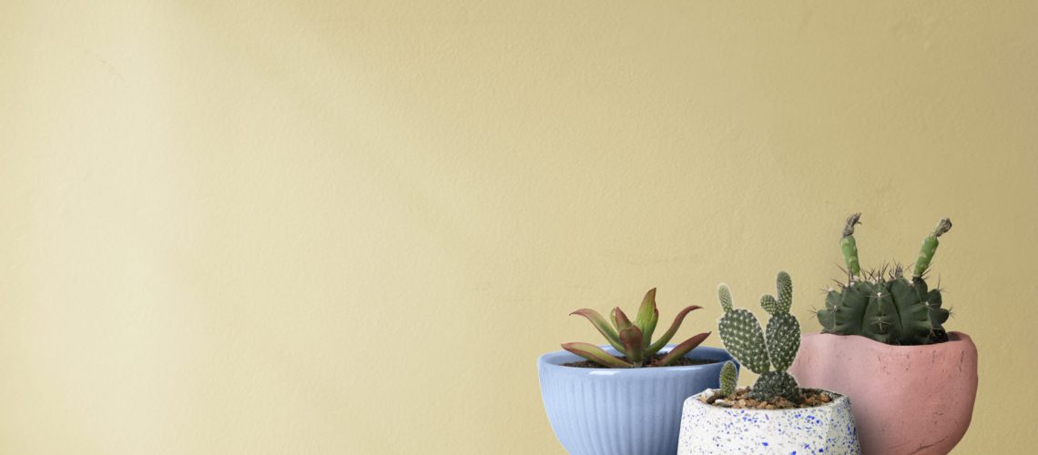 Small cacti with a yellow wall background